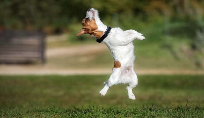 Y'all, we hit 400 followers today! We're jumping for joy! And we are so grateful to you all for sharing in and spreading the <a href="/hansonmusic/">HANSON</a> and dog love as much as possible.