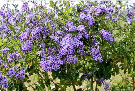 MIZAUCV's tweet image. UN JARDÍN PARA MIZA: domingo 3/11 profesores y alumnos del ACCESS ENGLISH PROGRAM, Maracay, estarán recuperando los jardines del MIZA. Necesitamos plantas ornamentales: cariaquitos (blancos y anaranjados), garbancillos azules, etc, ¿Podrias ayudar? Telf 04144509716 ¡Gracias!