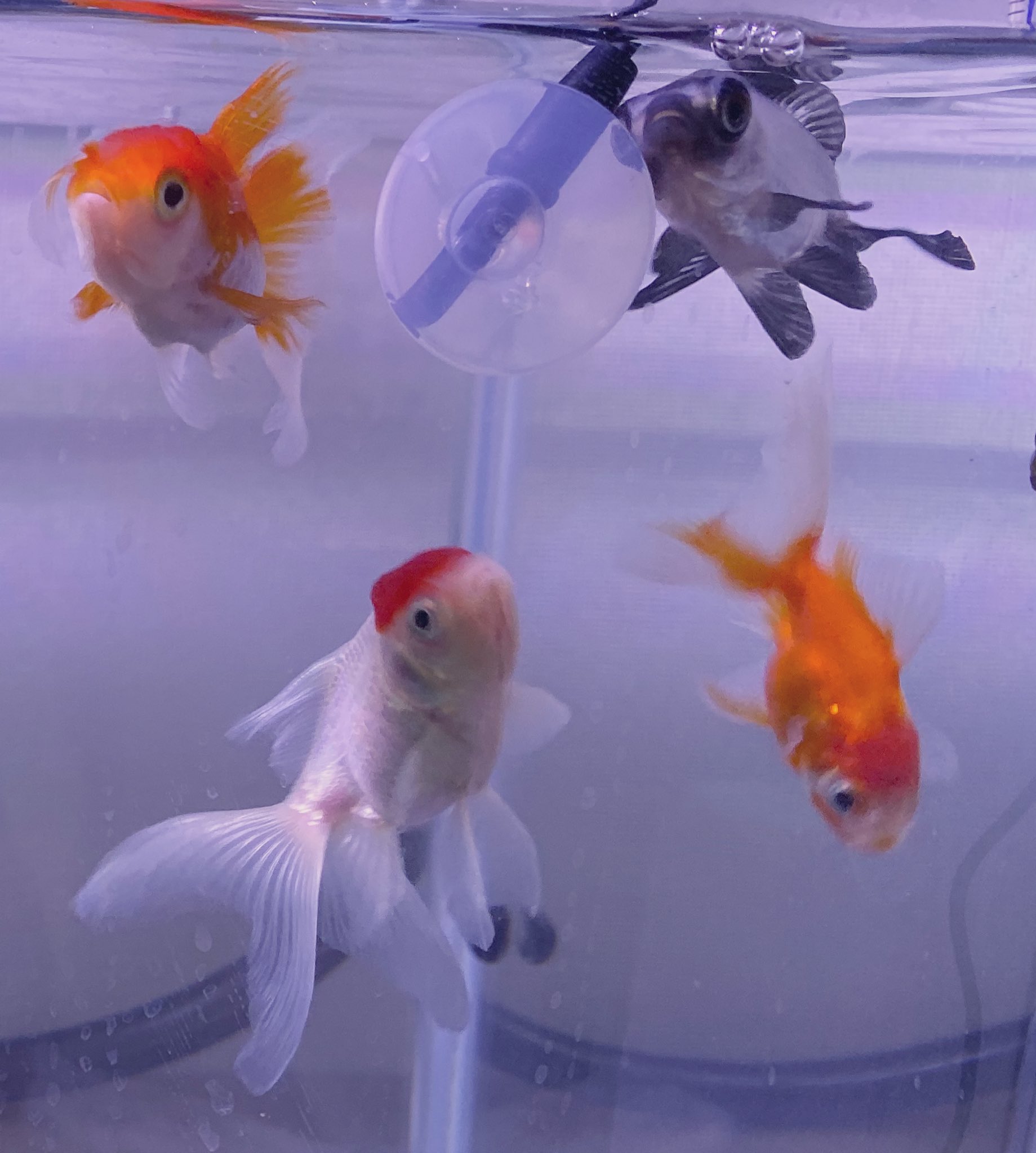 金魚白点病 Twitter Search Twitter