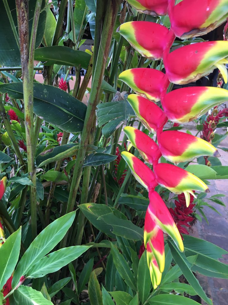 MIZAUCV's tweet image. UN JARDÍN PARA MIZA: domingo 3/11 profesores y alumnos del ACCESS ENGLISH PROGRAM, Maracay, estarán recuperando los jardines del MIZA. Necesitamos plantas ornamentales: cariaquitos (blancos y anaranjados), garbancillos azules, etc, ¿Podrias ayudar? Telf 04144509716 ¡Gracias!