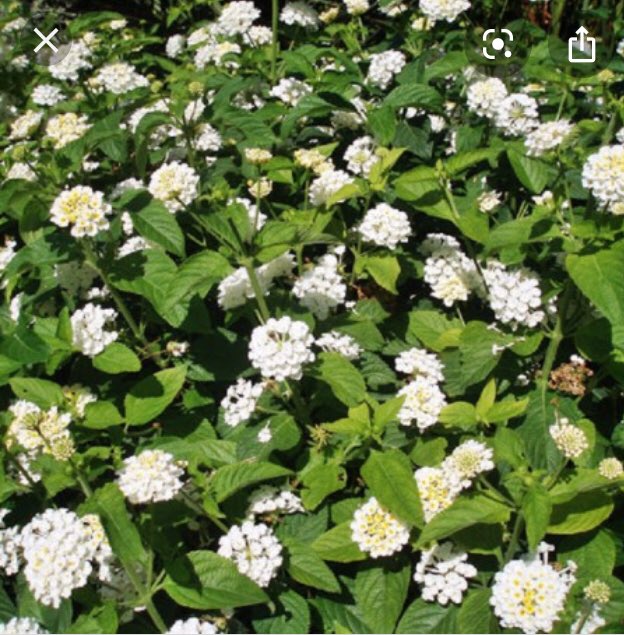 MIZAUCV's tweet image. UN JARDÍN PARA MIZA: domingo 3/11 profesores y alumnos del ACCESS ENGLISH PROGRAM, Maracay, estarán recuperando los jardines del MIZA. Necesitamos plantas ornamentales: cariaquitos (blancos y anaranjados), garbancillos azules, etc, ¿Podrias ayudar? Telf 04144509716 ¡Gracias!
