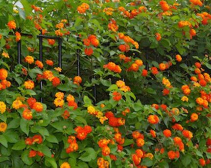 MIZAUCV's tweet image. UN JARDÍN PARA MIZA: domingo 3/11 profesores y alumnos del ACCESS ENGLISH PROGRAM, Maracay, estarán recuperando los jardines del MIZA. Necesitamos plantas ornamentales: cariaquitos (blancos y anaranjados), garbancillos azules, etc, ¿Podrias ayudar? Telf 04144509716 ¡Gracias!