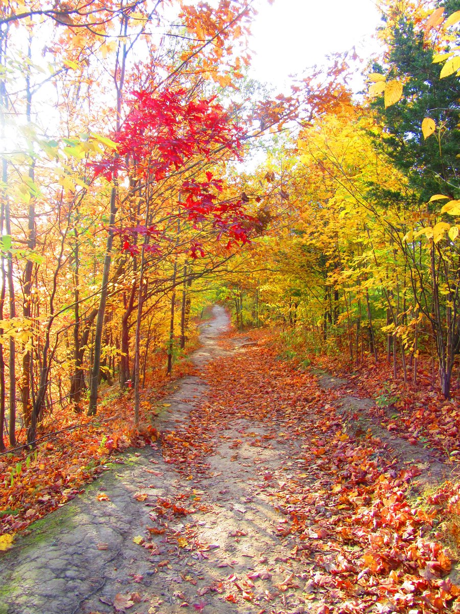 K1Clark's tweet photo. My absolute favourite time of the year! #lovefall https://t.co/SJYw0OILJX