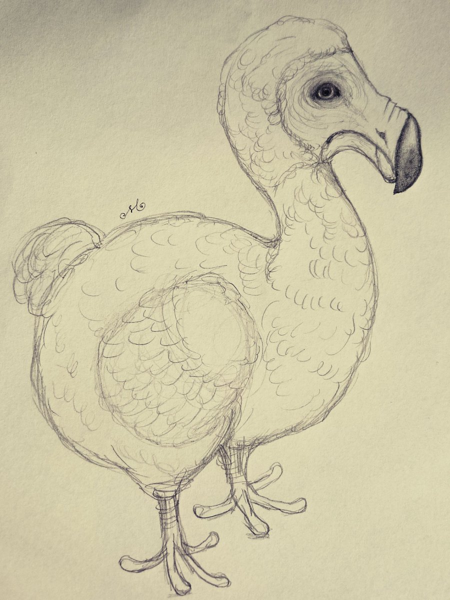 Twitter पर ゆめのまち アリスで知ってから好きな ドードー鳥 雑なラフスケッチですが 人間により 絶滅に至った背景を知り 今の時代まで生きていて欲しかった と 子供ながらに悔しくなった記憶と共に 警戒心の無い 弱い立場のものの象徴みたいだね Dodo