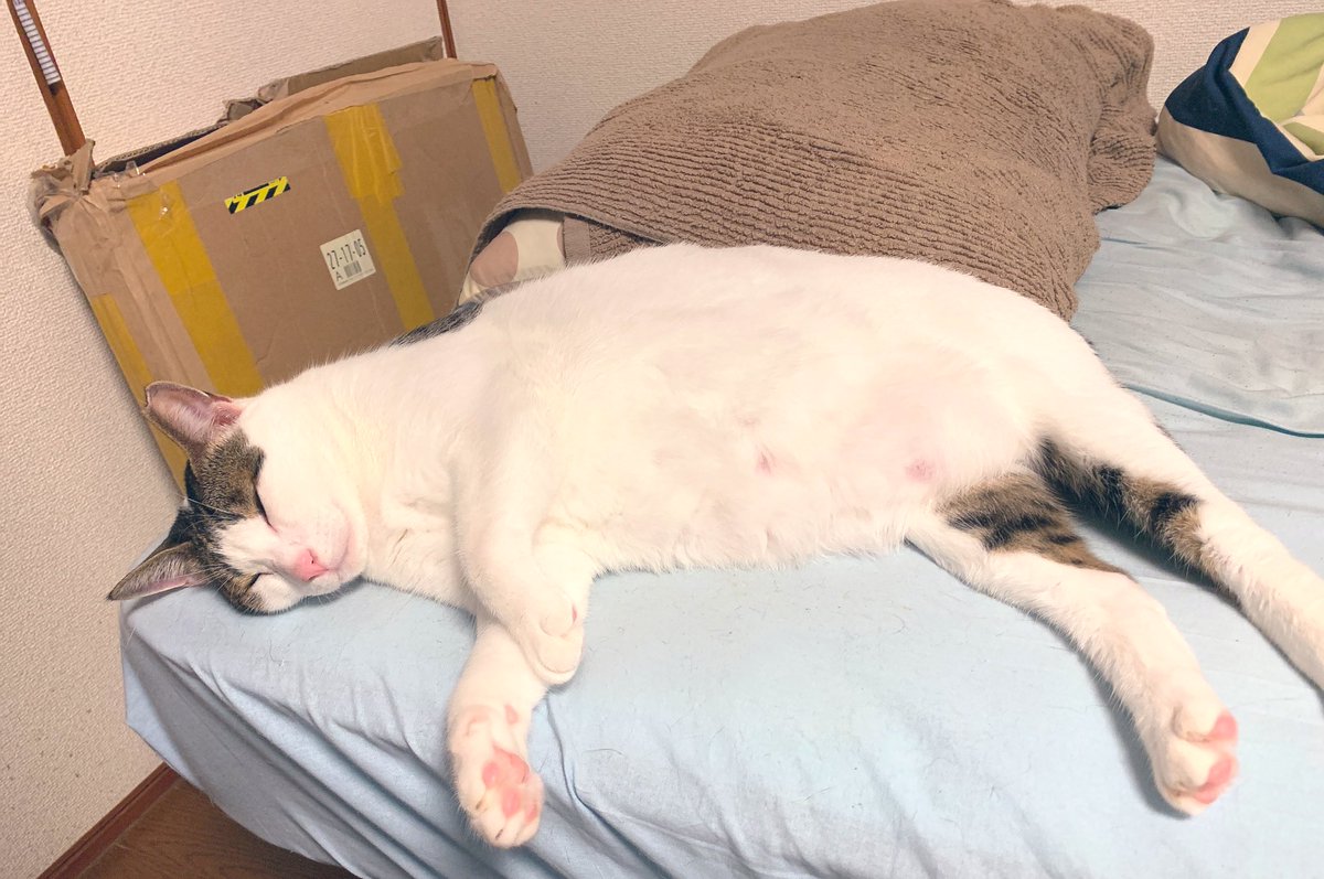 トみ Tomi ワクチン2回接種済 On Twitter 寒い だろうから冬用の猫ベッドを買ったんですよ これでリタちゃんとの添い寝生活は終わりか と思ったら変わらず俺の枕元で寝るんですよ 猫ベッド全然使わない の 枕元でしか寝ないの 複雑 だけど幸せ