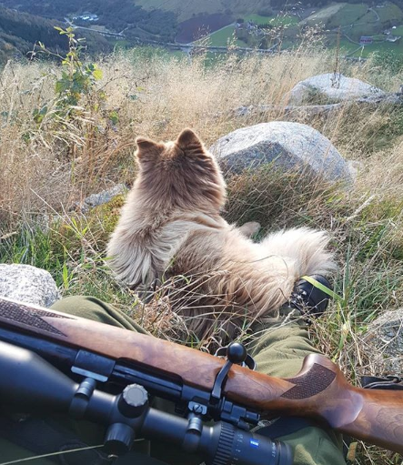 Mauser_USA's tweet photo. Waiting for a chance to put the MAUSER to work.
PC: @rune_tonning
#mauserusa #mauser98 #huntingbuddies #happyhunting #huntingpic https://t.co/PLmLR5a7qj