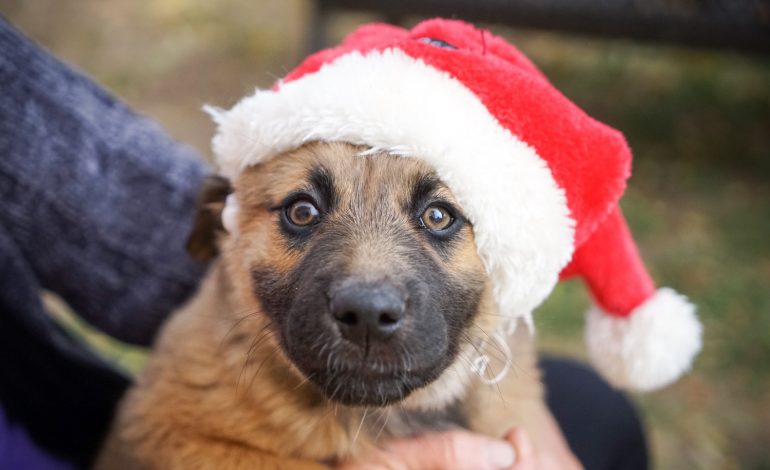 Do your awkward family holidays make you feel like this? Come to ours instead! You can avoid uncomfortable interactions while you enjoy our cabaret because it's rude to talk when others are singing.! Nov 28, 7pm, CBC Studios, see ya there!