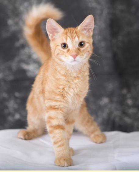 Coly Cheese says "Get your Southwest Airlines Raffle tickets!" PetPromise has 4 one-way ticket vouchers to raffle off.  Good for any Southwest Airline destinations. Tickets here: ow.ly/BjHd50wV1tC