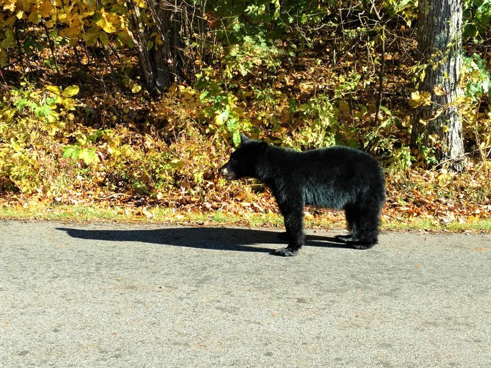 debb_morris's tweet photo. Would have much preferred seeing this little guy on a trail safe from cars  .....  #Bear #BlueridgeParkway  #Drive45 https://t.co/oyYCwcXgjC