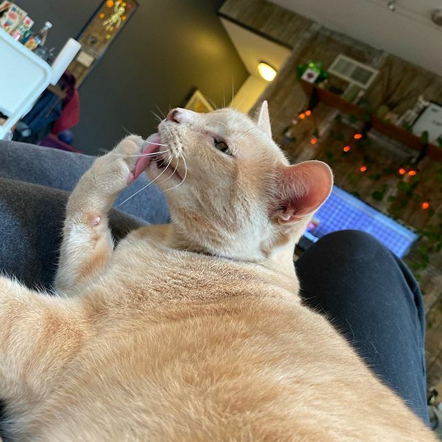 pete_here's tweet photo. Participating in #selfcaresunday with a good bath! 🧼 👅 😸
.
.
.

#junebug #meow #purr #catsofinstagram #kitty #cat #catstagram #cute #pittsburgh #pittspurrgh #selfcare #bath #bathtime https://t.co/gZidnCh6qn