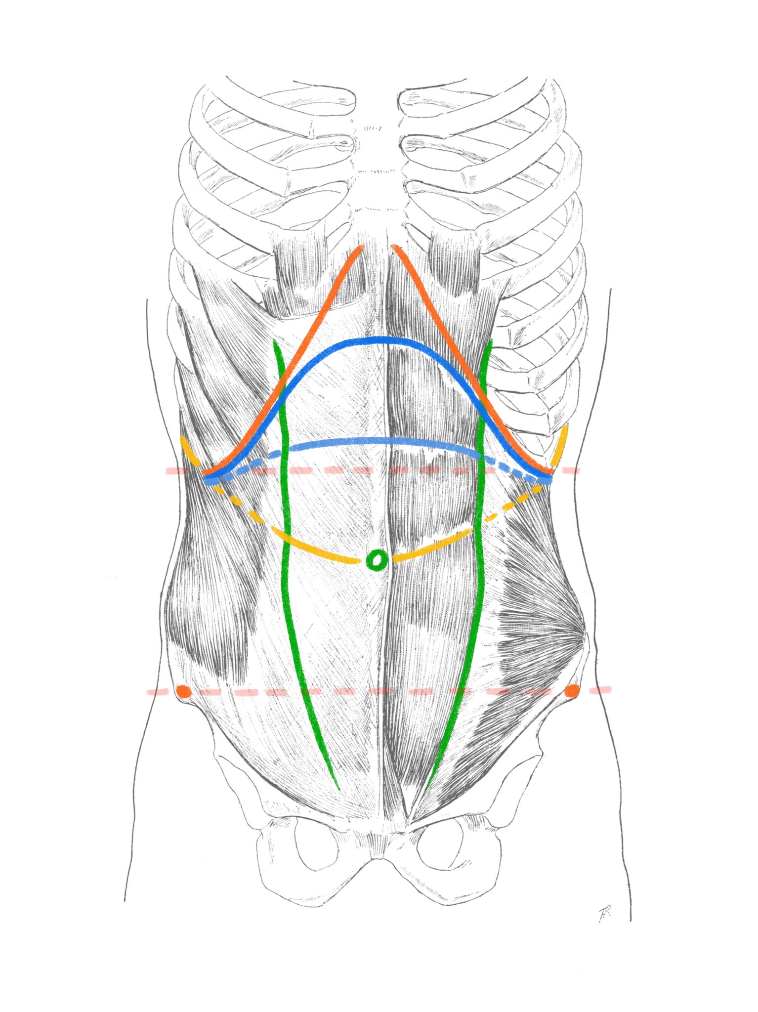 伊豆の美術解剖学者 ヘソの位置は胸郭の下限と上前腸骨棘 赤点線 の間あたり 腹直筋 緑 から導き出すには 第10肋骨 から下向きの円弧上にある第3腱画 黄 をたどる ほか 体表のランドマーク 肋骨弓 オレンジ ローマンアーチおよび第1腱画 青 第2腱画