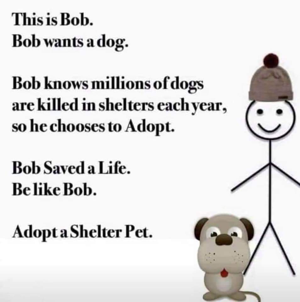 80sgirl1984's tweet photo. I couldn't love this more. @ThisIsRobThomas @sidewalkangels 
#AdoptDontShop #saveafurbaby https://t.co/IHFlLl1Qiv