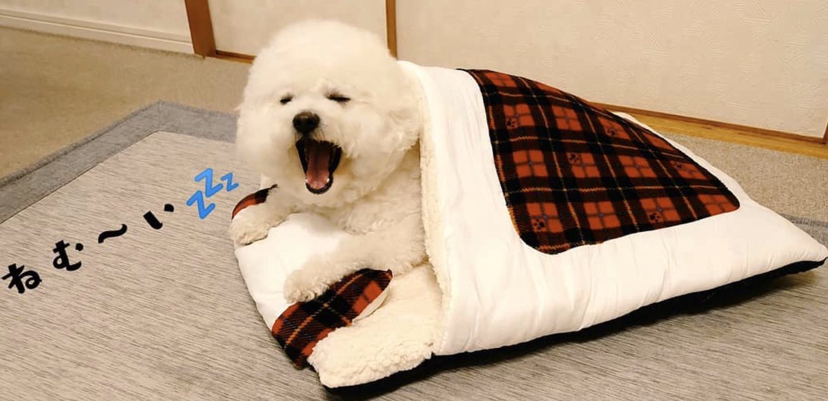 タカハシ No Twitter 可愛い ペットソファー あります 詳細はインスタをチェック 服のタカハシ 犬 ペット プチプラ Https T Co B20bdvkczw