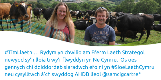 #TeamDairy … We are looking for a new AYR Strategic Dairy Farm in South Wales. If you are interested speak to us at #WelshDairyShow or contact your local AHDB officer @samcigcartref <a href="/FarmingConnect/">Farming Connect</a>
