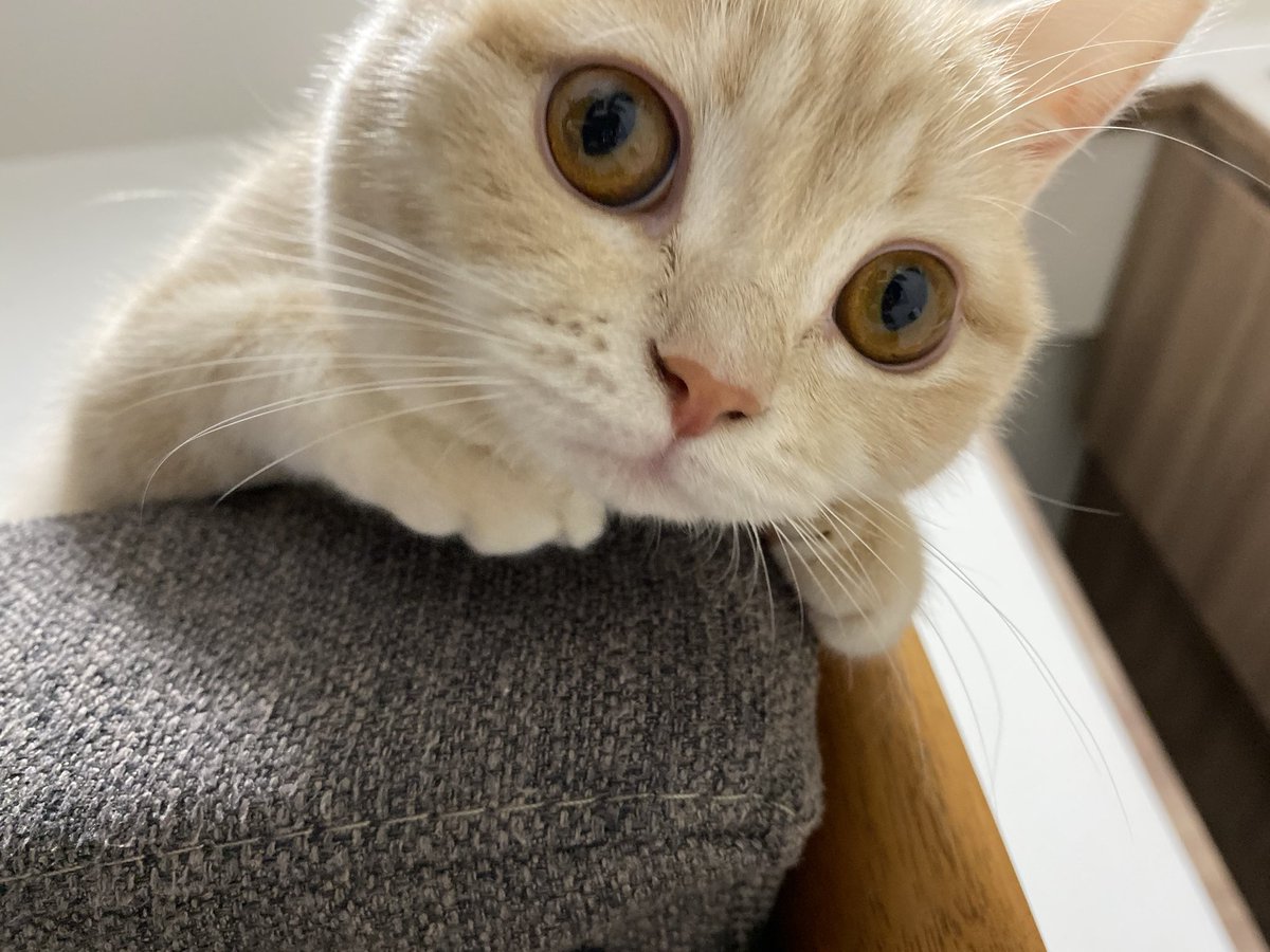 猫の仕草