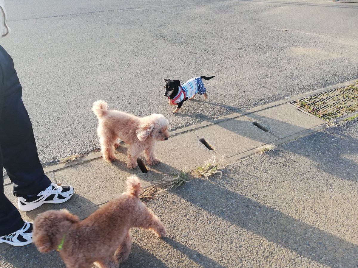 愛犬家 久しぶりにトム君とランちゃんに合いました 犬好きさんと繋がりたい 犬と散歩 犬との暮らし 犬とお出かけ ダックス 千葉県 銚子市 犬吠埼 君ヶ浜 茨城県 神栖市 公園 運動公園 海浜公園 防災公園 ドッグラン 成田ゆめ牧場 Mix 愛犬家 久しぶりにトム君とランちゃんに合いました 犬好きさんと繋がりたい 犬と散歩 犬との暮らし 犬とお出かけ ダックス 千葉県 銚子市 犬吠埼 君ヶ浜 茨城県 神栖市 公園 運動公園 海浜公園 防災公園 ドッグラン 成田ゆめ牧場 Mix
