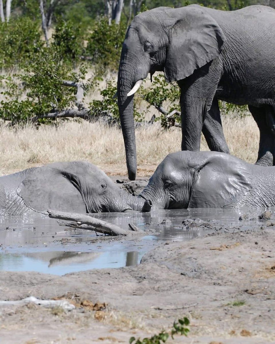 Double Tracks Africa tweet media