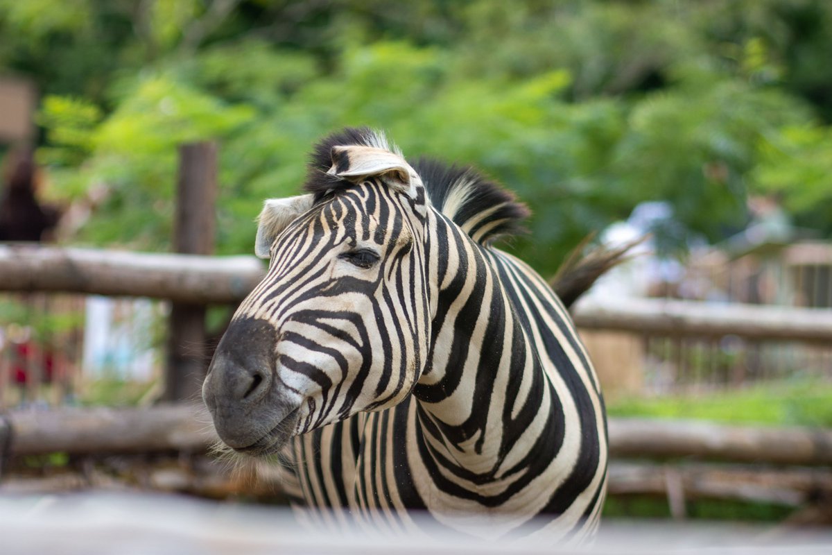 gorutan_NBC's tweet photo. 土曜日みさき公園に行ってきた😁
#D7200 #100f2 #ヨンヌオ https://t.co/RoYbBib43O