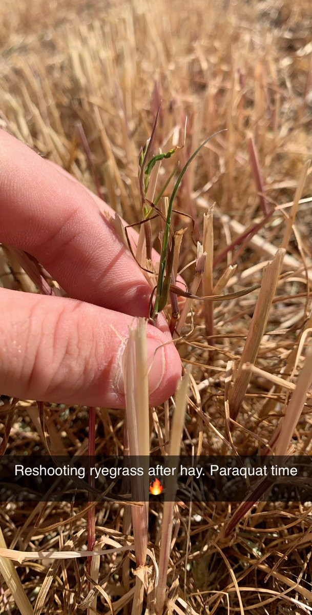 It’s important to check hay paddocks for reshooting ryegrass. Paraquats bread and butter 🔥👊🏻