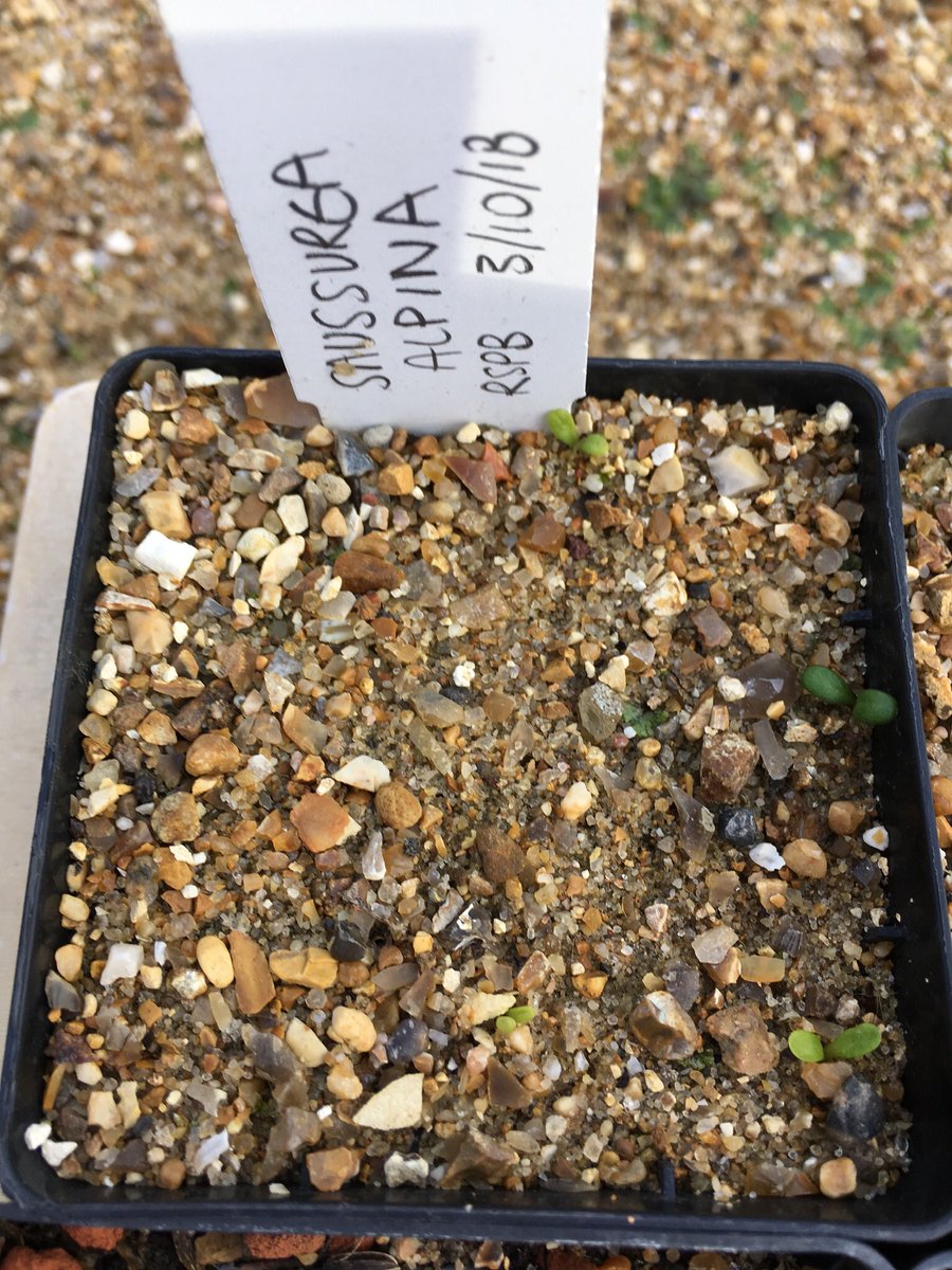 tfreeth's tweet photo. Seedlings @kewgardens from  @RSPB_N_England @WildHaweswater @Alpinegardensoc and @unitedutilities UK upland conservation project. We will create a lakes landscape in miniature on the rock garden, and bank material in MSB, DNA bank and herbarium to deliver max benefit #kewalpine https://t.co/jKvziiWdti
