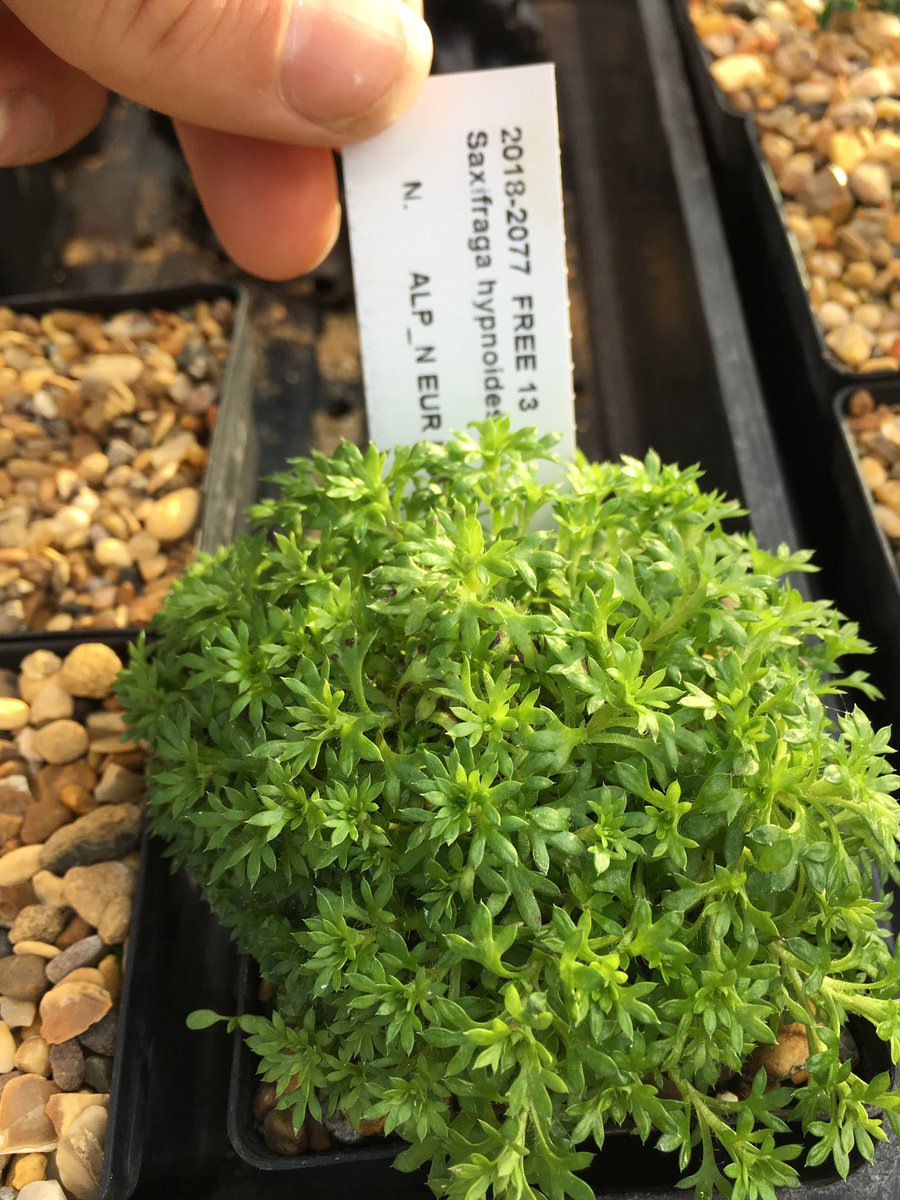 tfreeth's tweet photo. Seedlings @kewgardens from  @RSPB_N_England @WildHaweswater @Alpinegardensoc and @unitedutilities UK upland conservation project. We will create a lakes landscape in miniature on the rock garden, and bank material in MSB, DNA bank and herbarium to deliver max benefit #kewalpine https://t.co/jKvziiWdti