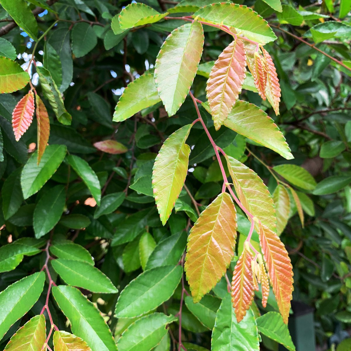 trees_of_sydney's tweet photo. 🍂 Ulmus parvifolia (Chinese Elm) #ulmusparvifolia #chineseelm #lacebarkelm #elm #ulmaceae #angiosperm #deciduous #deciduoustrees #deciduoustree #treesoftheworld #treesofsydney #sydneytrees #sydneytree #trees #tree #sydney https://t.co/LwEee9dOWQ