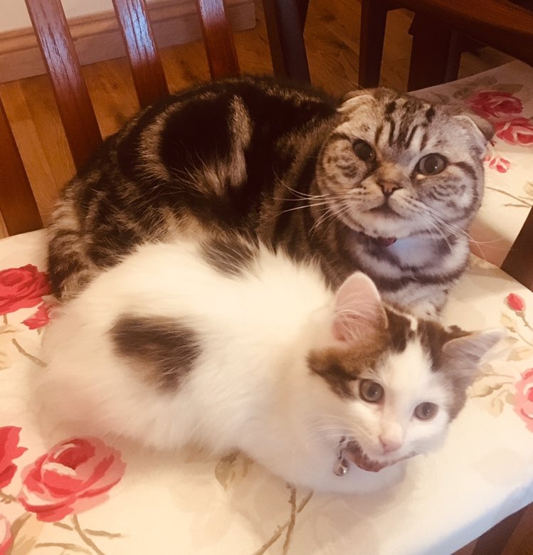 bao_bao_bun's tweet photo. #doubleloaf #kittyloafmonday #CatsOfTwitter
Itโs icy out there today! Please be careful everyone and have a great start to the week - love from Bao & Cassie ๐พ๐ฝ https://t.co/iQLAPSEA1f