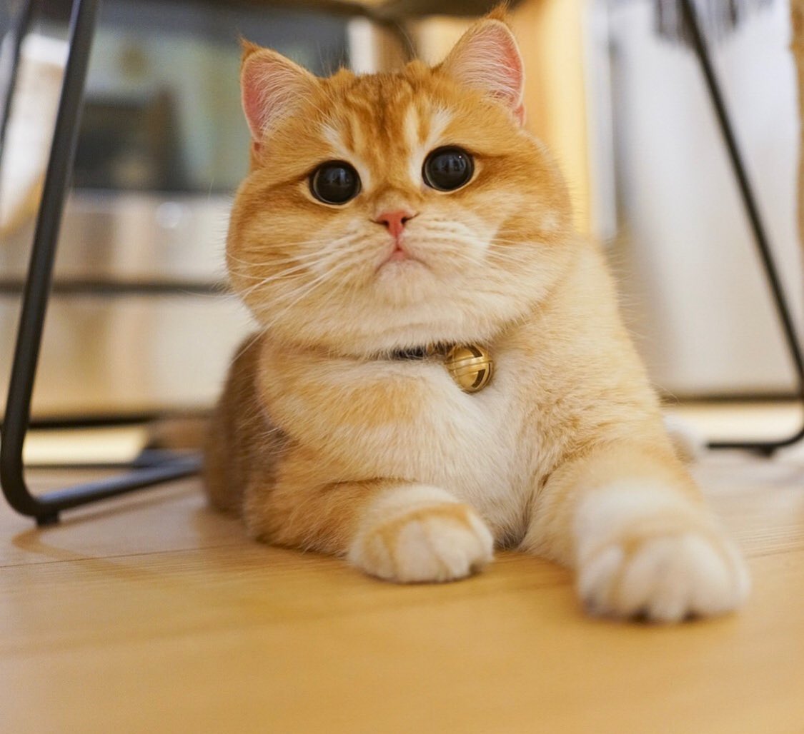 Pisco Cat порода