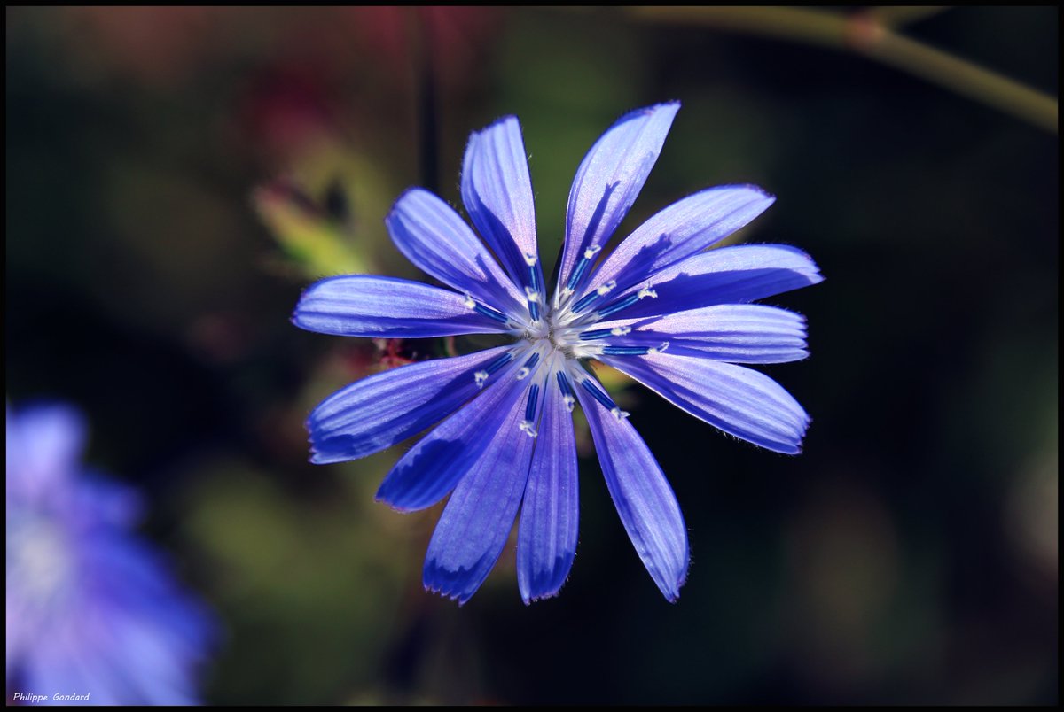 PhilGondard's tweet photo. Cormes (Sarthe) #cormes #sarthe #lasarthe #sarthetourisme #labellesarthe #labelsarthe #maine #paysdelaloire #nature #fleur https://t.co/5IlE1S9BTL