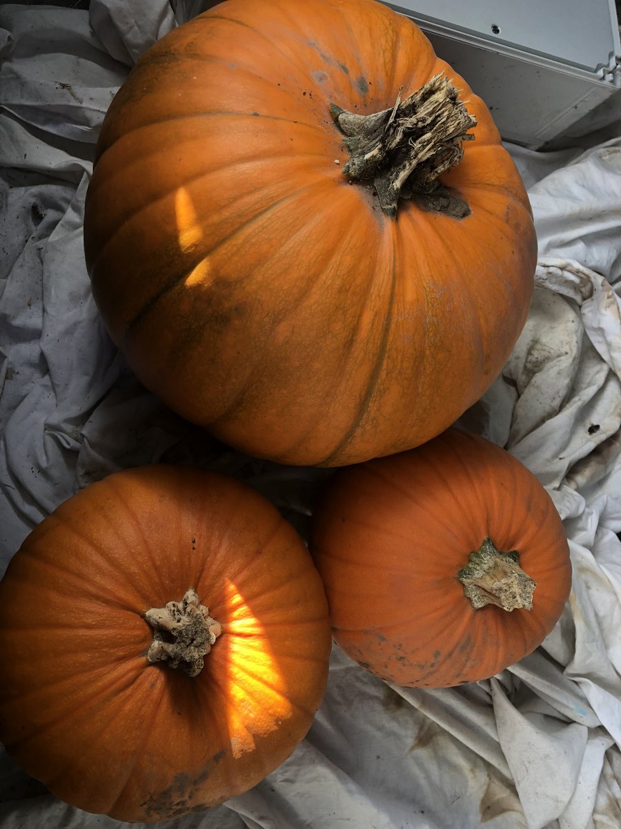 The Sheffield Honey Company 🍯🐝 tweet media