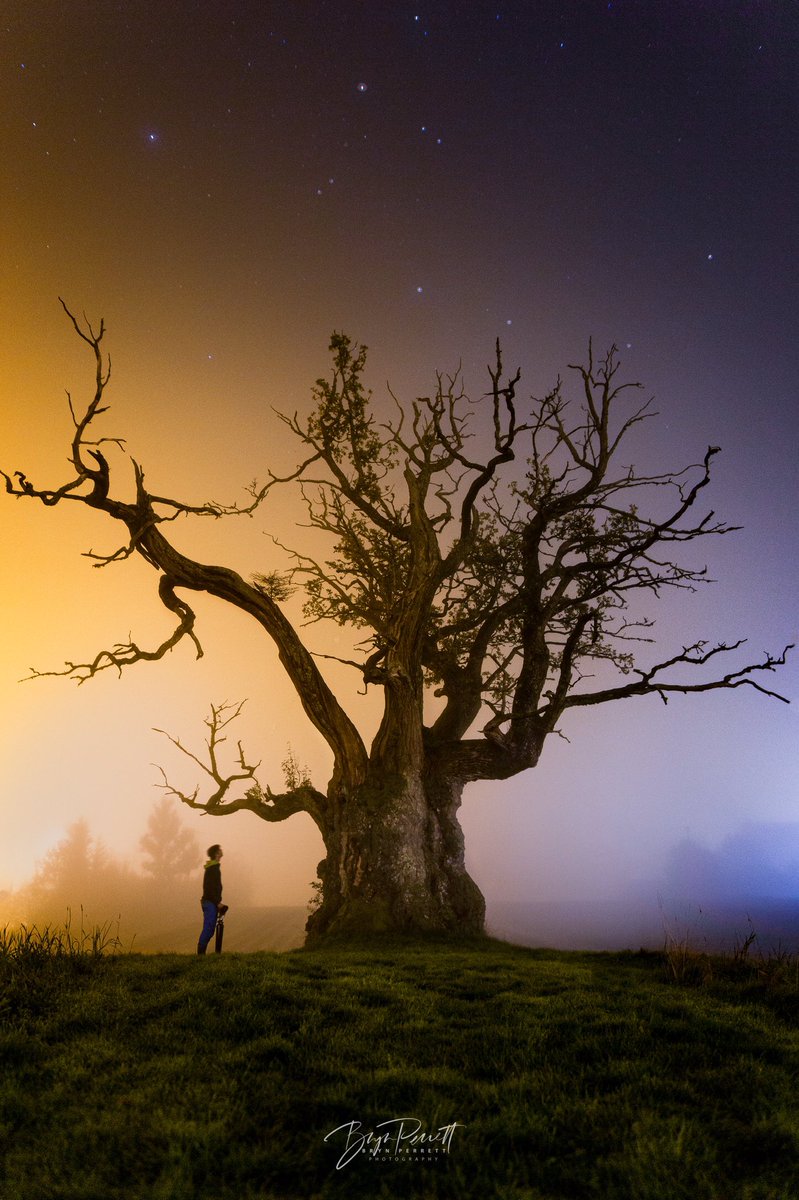 Getting back to the twitterverse! Image taken with <a href="/CanonUKandIE/">Canon UK and Ireland</a> 6D with <a href="/SigmaImagingUK/">SIGMA UK</a> 20mm Norway’s oldest oak tree #astrophotography #astrophotooftheday #nightphotography #trees #longexposure