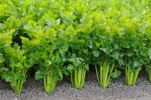 Celery plants from the NPR article. By Cora Niele/Getty Images