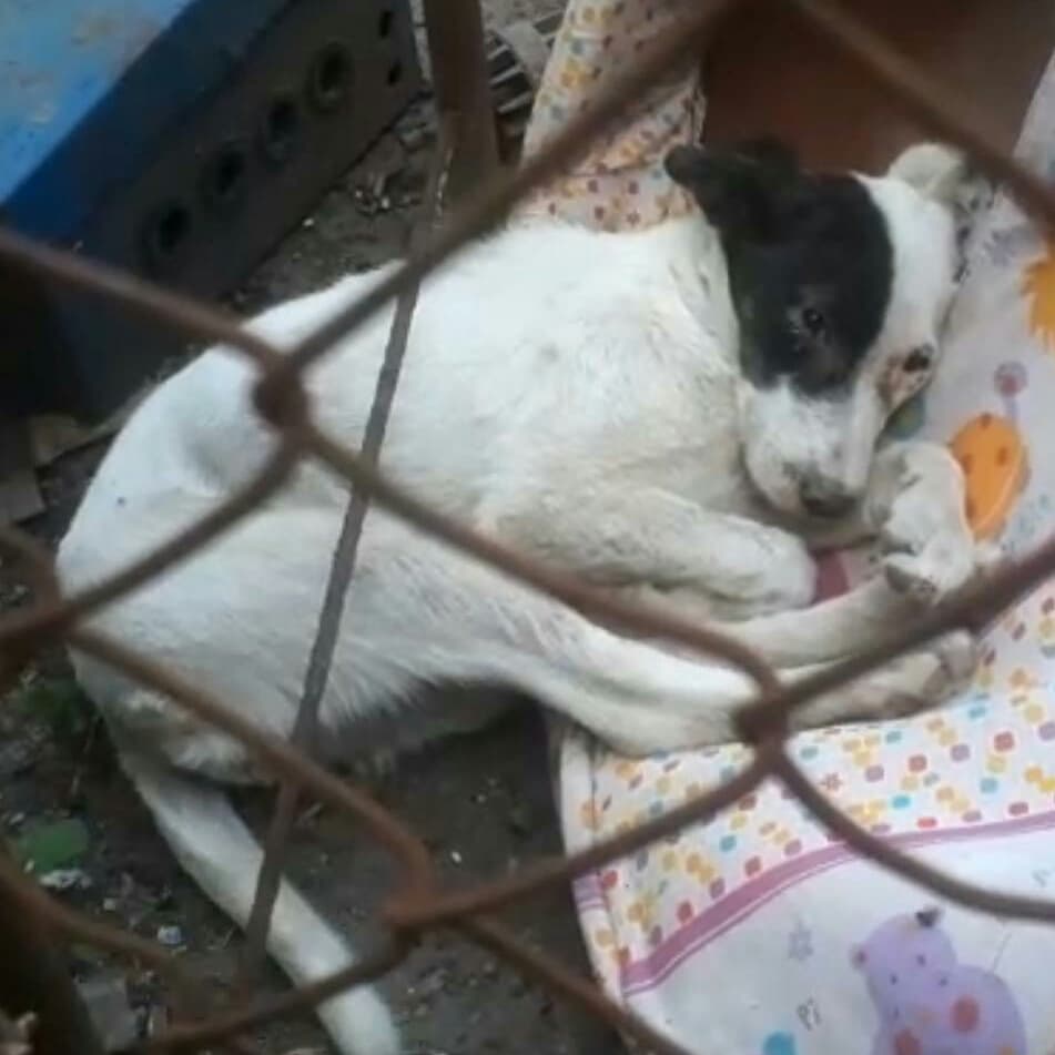 LiliamVeronica's tweet photo. 🆘🆘🆘🆘TRÁNSITO 🙏🏻🙏🏻😭😭😭😭😭😭maryyyyy porfavoooor ya no aguanto mas verla asi hoy la bañó con agua fria y le metía la manguera en la boca y la ahogaba, la tiró a un https://t.co/6T6s77LuRh