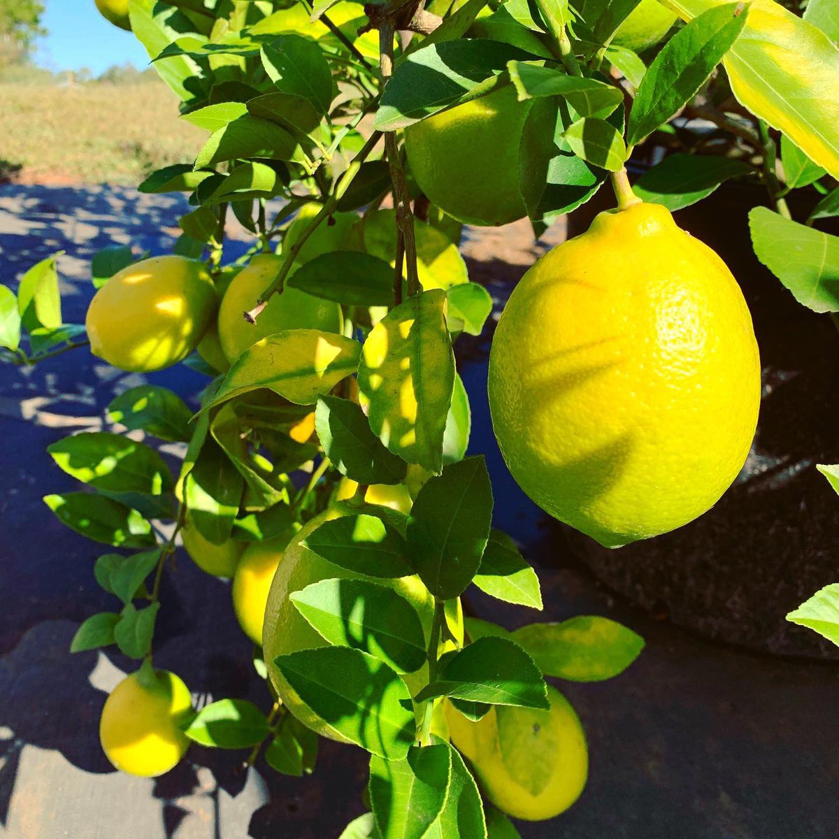 kingfisherdurm's tweet photo. Can lemons 🍋 grow in North Carolina? Find out in today’s Insta post about @FourLeafFarm. 

https://t.co/yVMN36YG5m

#fourleaffarm #citrusgrowers #thankafarmer #knowyourfarmers #womenwhofarm #groundtoglass #farmstories #locallygrown #drinkdurham #kingfisherdurham #cocktails #durm https://t.co/fBdPD07MKa