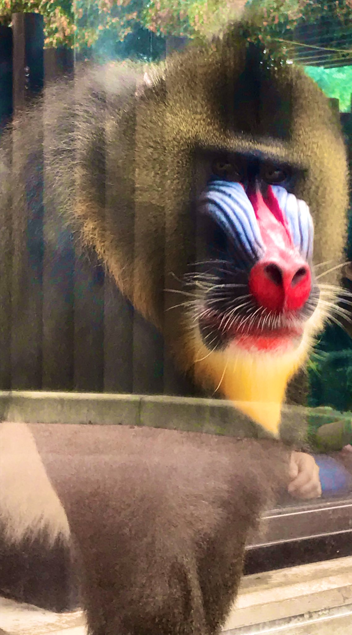 Taro 読書 山 先日久しぶりの動物園で撮影したイケメンのマンドリル かれこれ30分くらい見入ってたかも マンドリル マンに似たドリル 猿 マントヒヒ マントを付けたように見えるヒヒ 猿 って知ってました イケメン 動物園 マンドリル T Co Taro 読書 山 先日久しぶりの動物園で撮影したイケメンのマンドリル かれこれ30分くらい見入ってたかも マンドリル マンに似たドリル 猿 マントヒヒ マントを付けたように見えるヒヒ 猿 って知ってました イケメン 動物園 マンドリル T Co