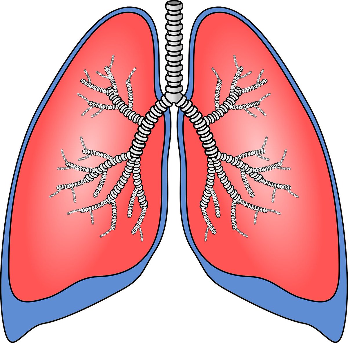 Heb jij te maken met longproblematiek en ben je hier ook voor in behandeling? Wij zoeken iemand voor gastlessen aan eerstejaarsstudenten in Tilburg en Eindhoven. Heb je interesse? Neem voor meer informatie contact op met Bonnie Geus: bgeus@zorgbelang-brabant.nl.