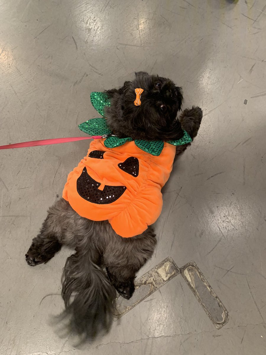 HeatherSMenis's tweet photo. Tune in to @wusa9 @greatdaywash with @DoggyStyleDC and @StGregoryHotel talking about HOWL-O-WEEN https://t.co/LXJGQAckDv