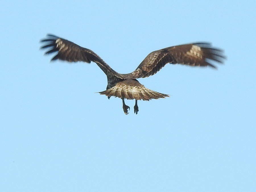 Marsh Harrier juvenile pursued by Lapwing and hovering Buzzard -am- Cowpen Marsh @clevelandbirds