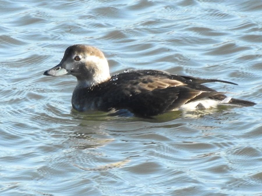 Long-tailed Duck -am- Hartlepool taken from marina lock gates. @clevelandbirds