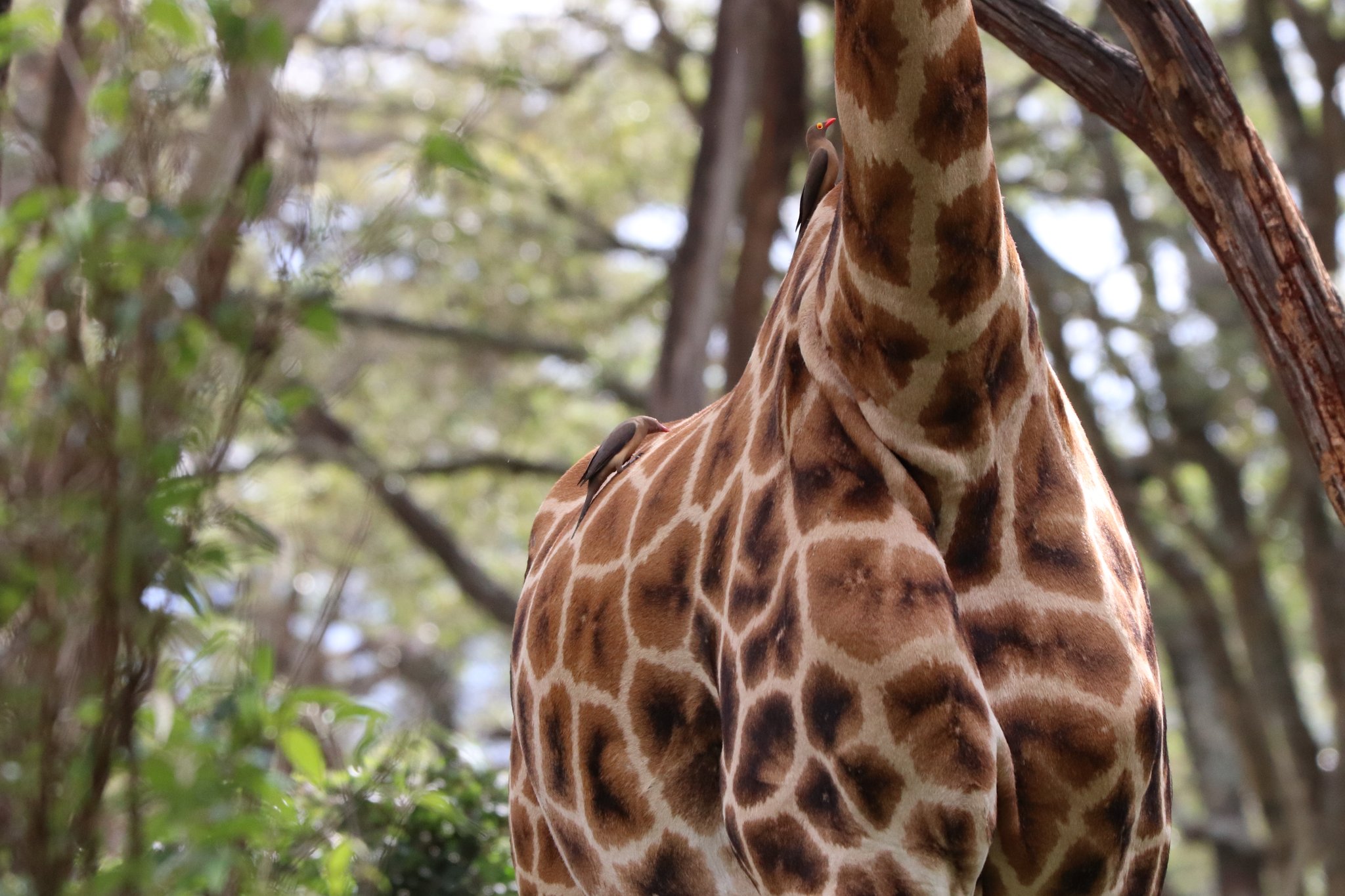 アカハシウシツツキ Twitter Search Twitter