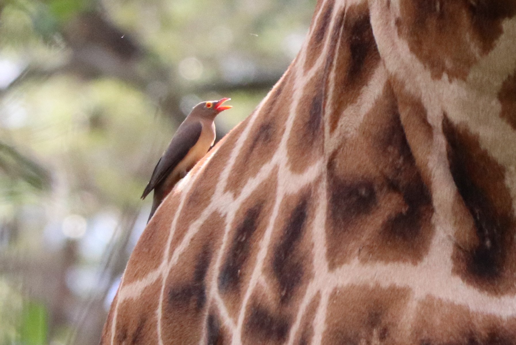 アカハシウシツツキ Twitter Search Twitter