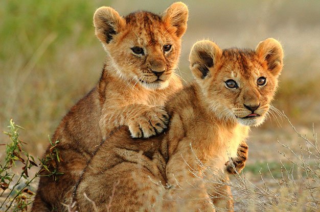 Tourism heavyweights shun wildlife interactions 
ow.ly/hClD50wV87g
#conservation #wildlifetourism #wildlife #wildlifeinteractions #responsibletourism