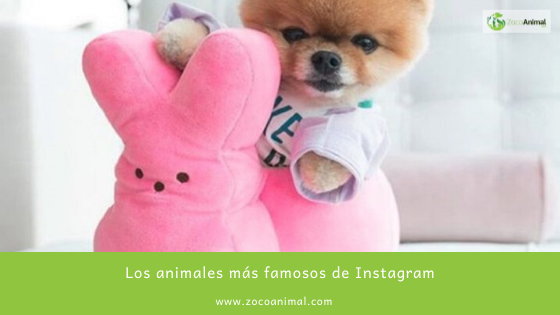ZocoAnimal's tweet image. Los animales más famosos de Instagram
ow.ly/43lS30pLQYJ
zocoanimal.com

#alimentacion #mascotas #tiendaonline #Instagram #otoño