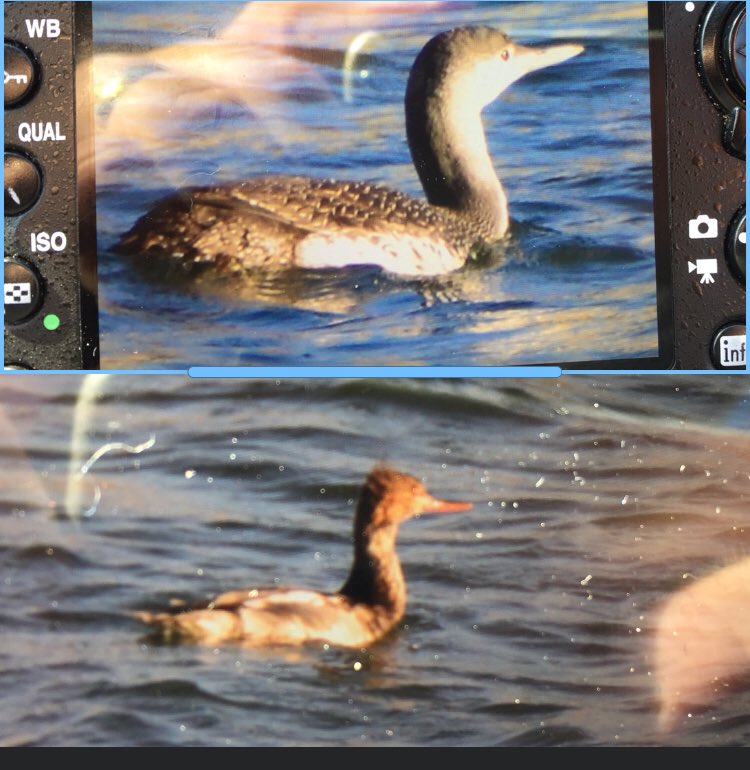 @clevelandbirds RT Diver and RBMerg boc shots @ Lifeboat Hartlepool