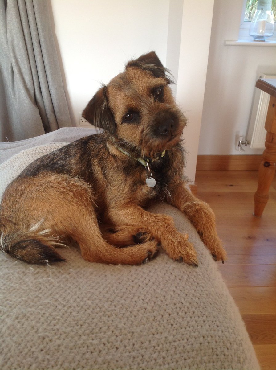 SHrEED55's tweet photo. @Elizjhaynes Tilly says hello xxx https://t.co/rvzCxG5sql