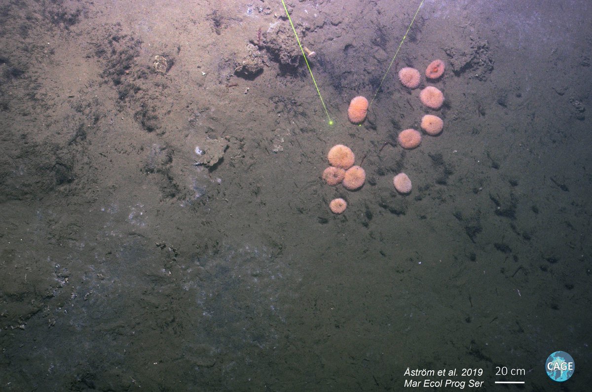 em_borealis's tweet photo. Our latest research in MEPS, OA &amp; online. Read about #methane #seeps in the Barents Sea, trophic structure &amp;  characteristic seafloor communities in these special habitats 
"#Chemosynthesis influences food web &amp;
community structure in high #Arctic benthos" https://t.co/ncGG0podsl https://t.co/oxvhVYYDK8