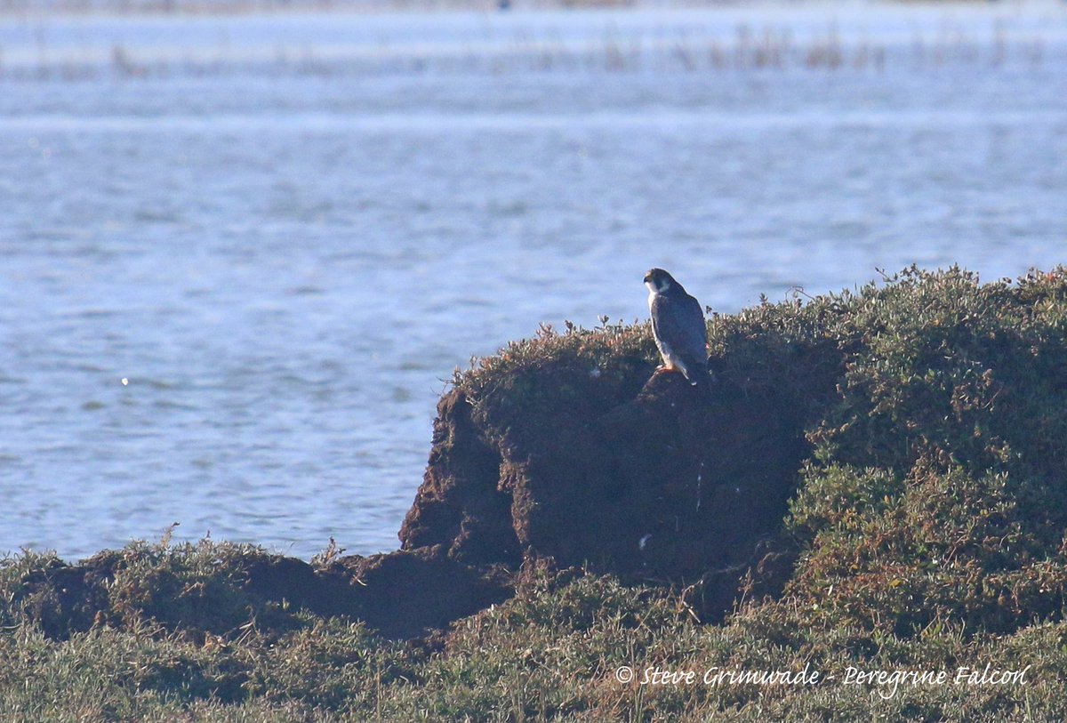 SwallowBirding's tweet photo. Images from our Thames Barge Trip from Maldon yesterday. @NatureUK @EssexBirdNews #topsailcharters #birding https://t.co/SjwbQFVxnP
