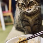 ちゅーるだと思ってダッシュできたのに魚介系つけ麺だったときの猫の顔!