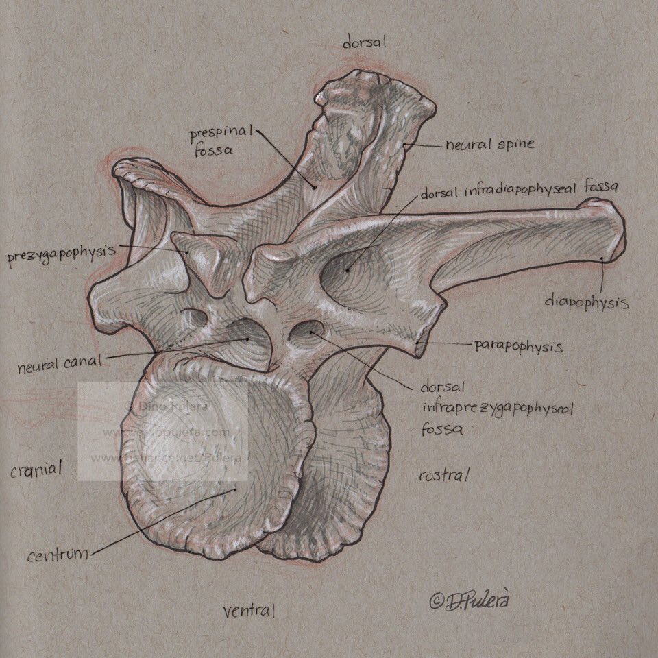 The anatomy of a dorsal vertebra from an Abelisauroid theropod (Dahalokely tokana) for Day 28 @GNSIorg science art inktober -anatomical prompt. Hey @knowablemag, TYMLTK I created this sketch for #inktober2019 !  #SciArtInk, #Inktober, #sciart,  #dinosaur, #paleoart, #paleontolgy