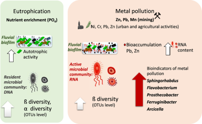 garciaberthou's tweet photo. NEW PAPER “Responses of resident (DNA) and active (RNA) microbial communities in fluvial biofilms under different polluted scenarios” led by María @ArgudoFernandez, PhD student at 
@GRECO_UdG @GemmLab_UdG EcoAqua @IEA_UdG 
 https://t.co/m8mlwe4eLO https://t.co/qIUGLisHr4